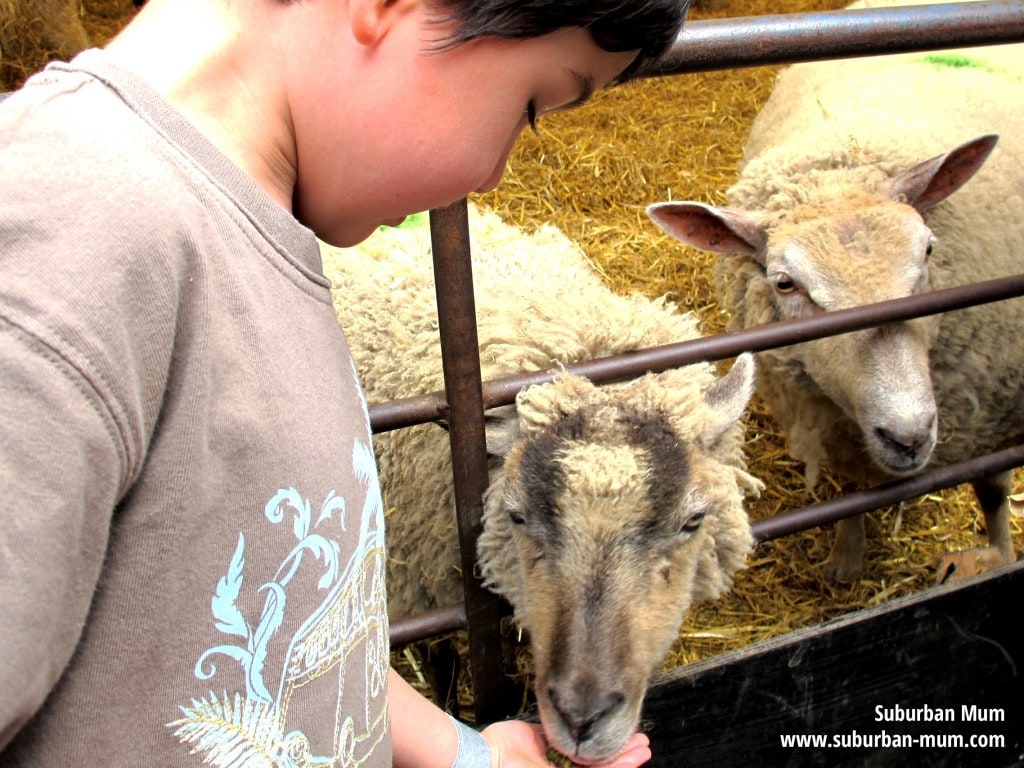 Feeding the lambs at Bocketts Farm