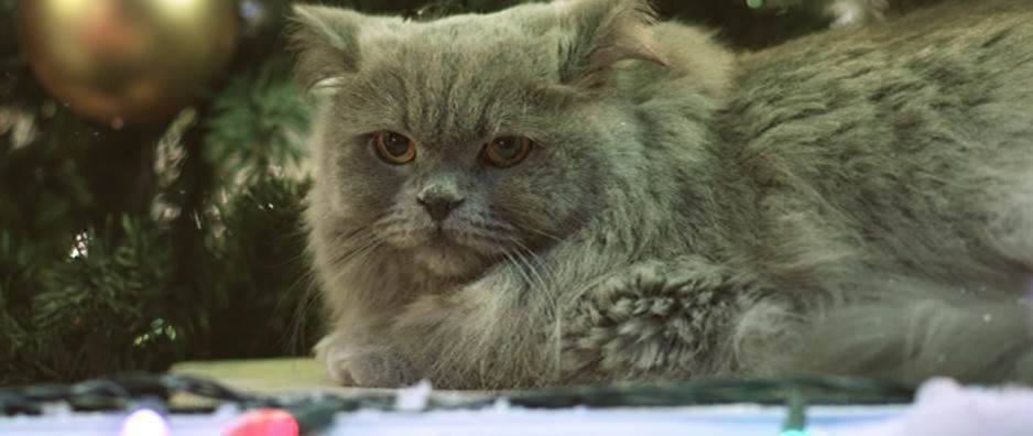 vision-direct-cat | Suburban Mum