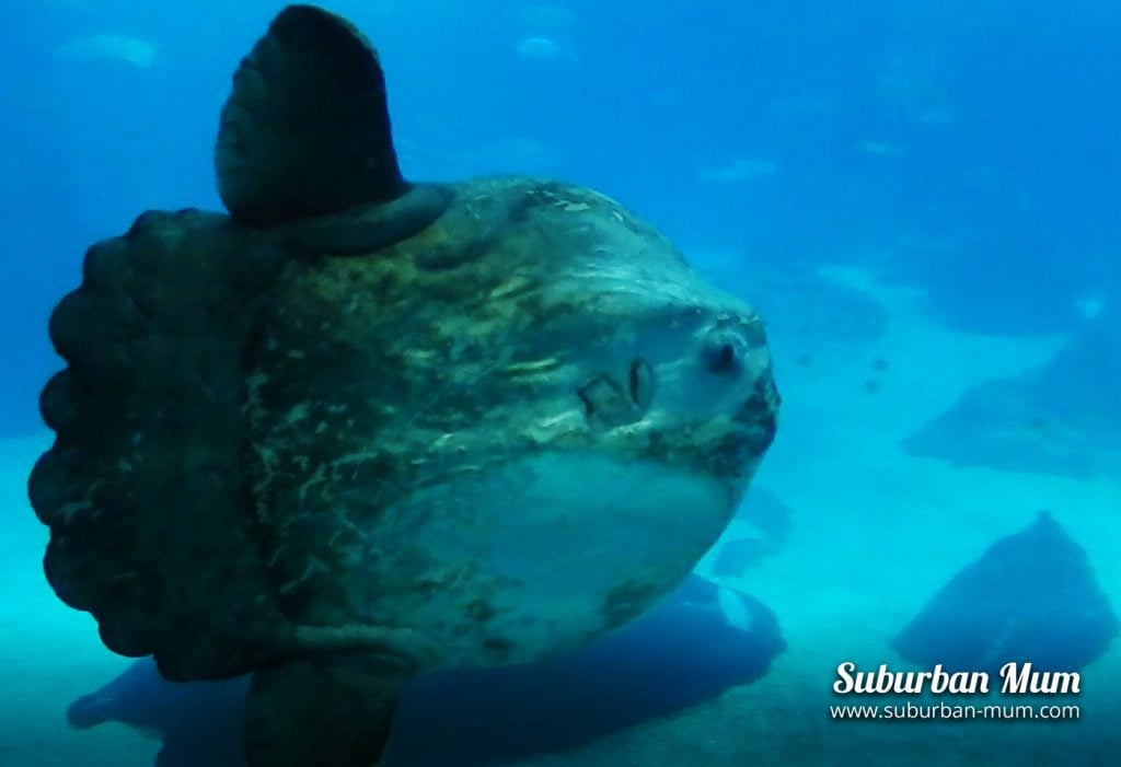 Sun Fish at Lisbon Oceanarium