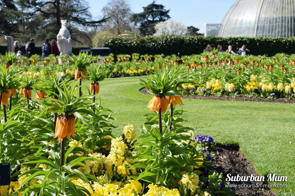 kew-gardens-flowers