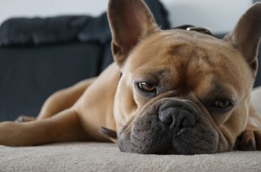 sleepy-french-bulldog
