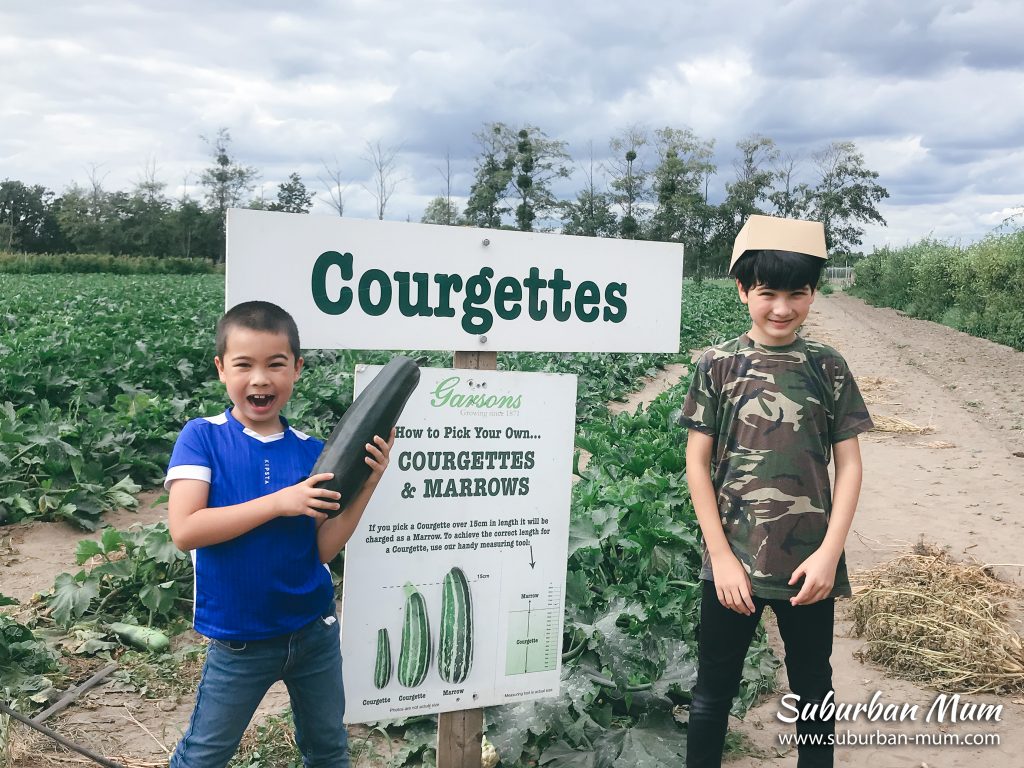courgette-picking-garsons-farm