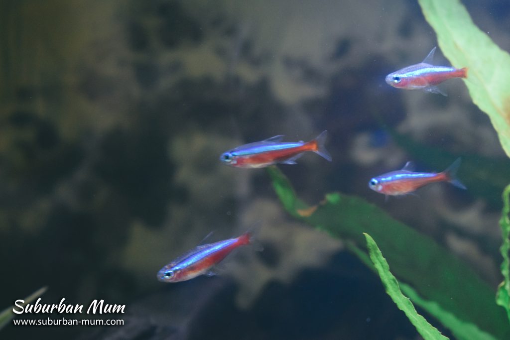 cardinal-tetras