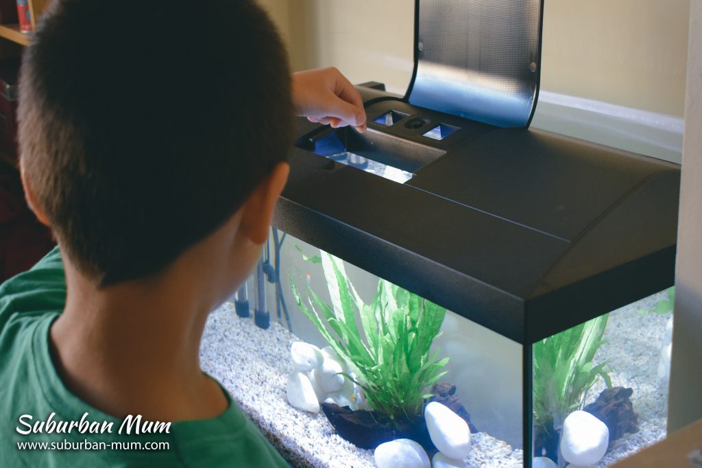feeding-fish