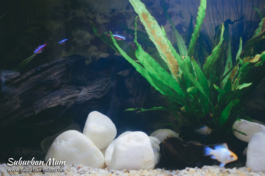 fishes-in-tank
