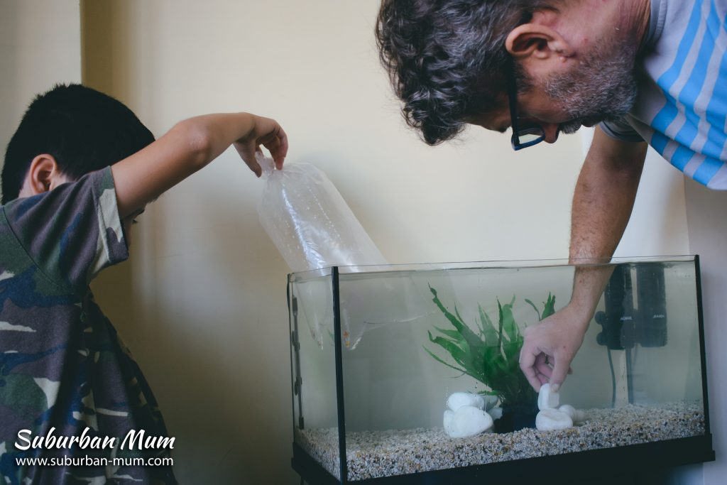 floating-fish-and-decorating