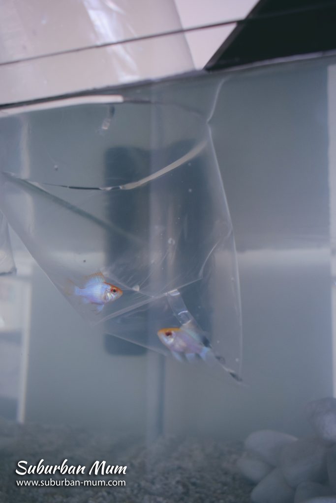 floating-fish-in-tank
