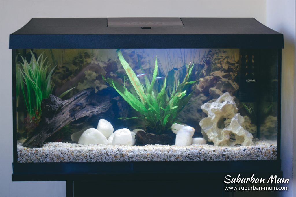 freshwater-aquarium
