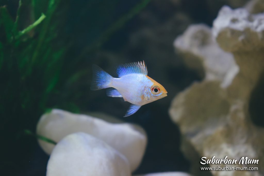 sunset-balloon-ram