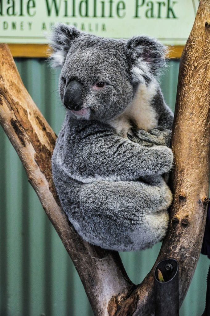 featherdale-wildlife-park