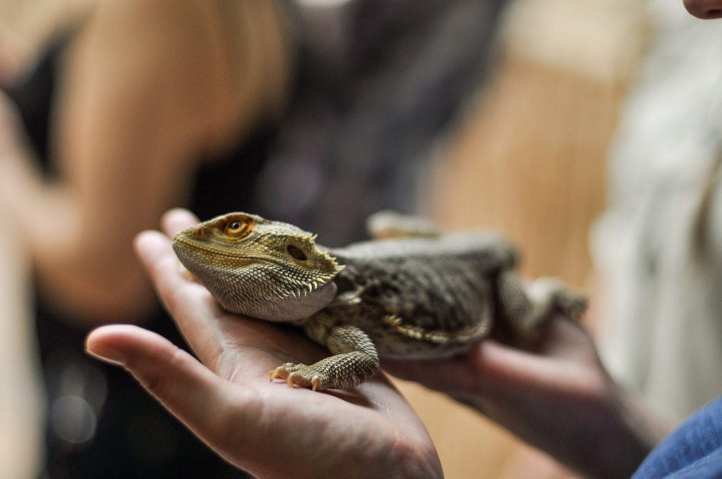 bearded-dragon