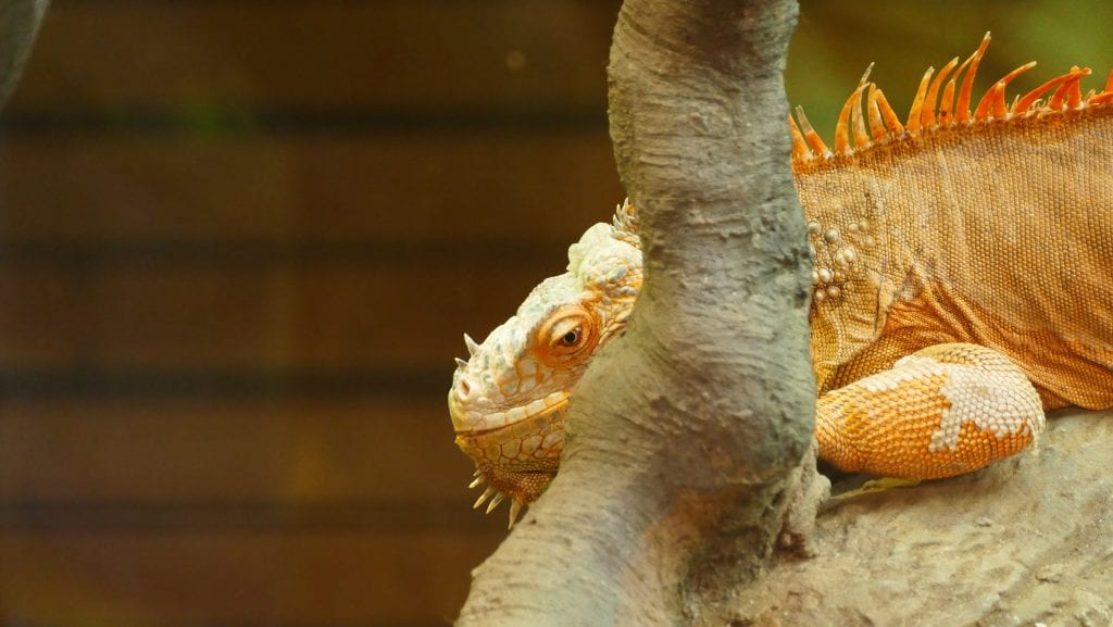 reptile