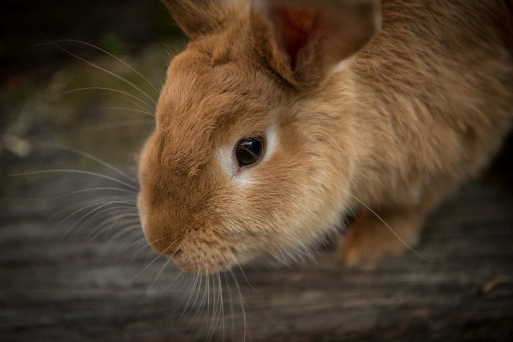 bunny-rabbit