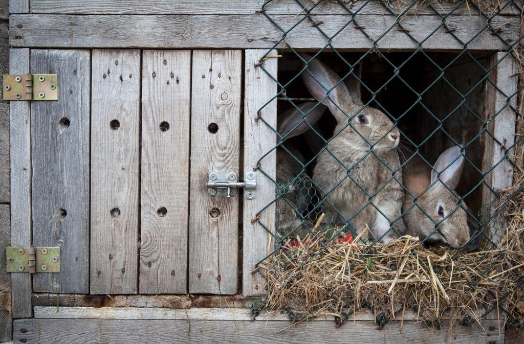 rabbit-hutch