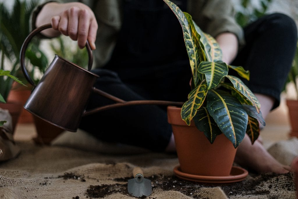 watering-plants
